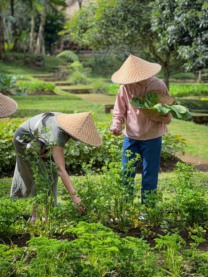 Ubud: Organic Farm Harvest, Bali Cooking Class by Pemulan - Vegetarian 6-Course Menu: When You Don’t Skip the Point