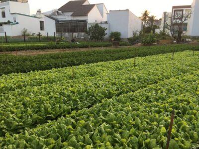 Viet Garden Cooking Class (Countryside and Market tour) - The Market Stop That Makes Your Cooking Taste Personal