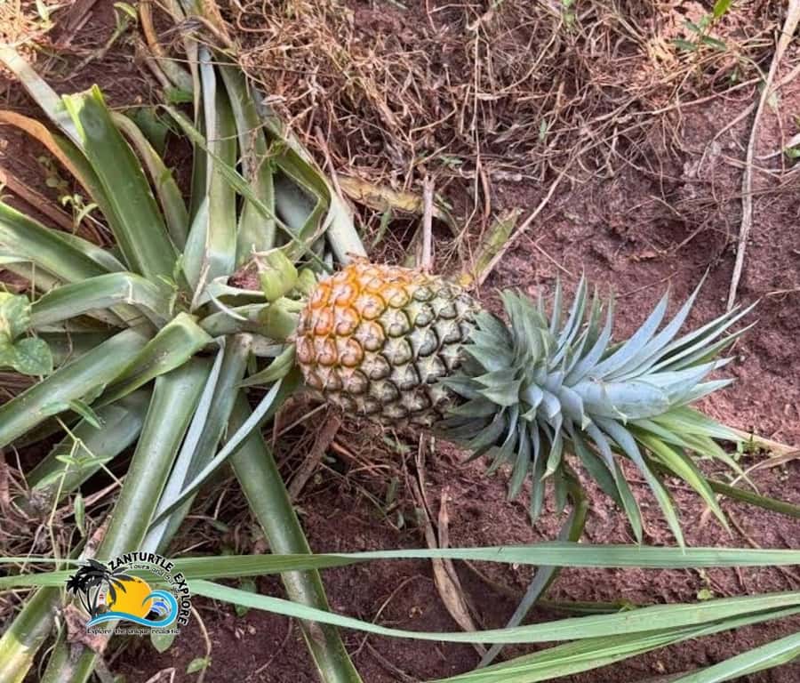 Zanzibar: Spice Farm Tour and Cooking Class with Lunch - Final call: should you book it?
