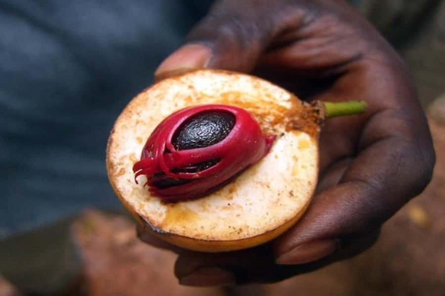 Zanzibar: Walking Spice Farm with Local Cooking Class - Tangawizi Spice Farm: What You’ll See on the Shamba Walk